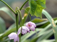 Pendulous pink flowers in early spring